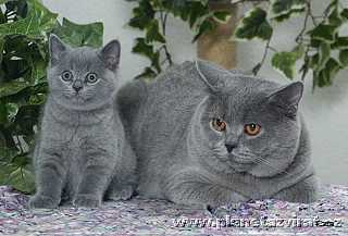 08010-britska-modra-kocka-blue-point-cat-01