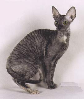 cornish-rex