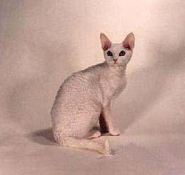 devon rex