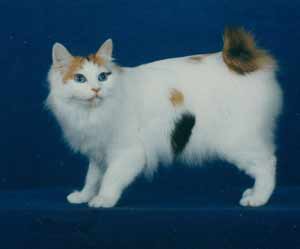 japonsky bobtail