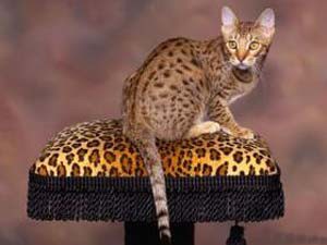 ocicat