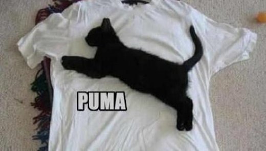 puma